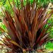 Phormium tenax 'Purpurea'  2-3l (Len nowozelandzki, Tęgosz mocny)